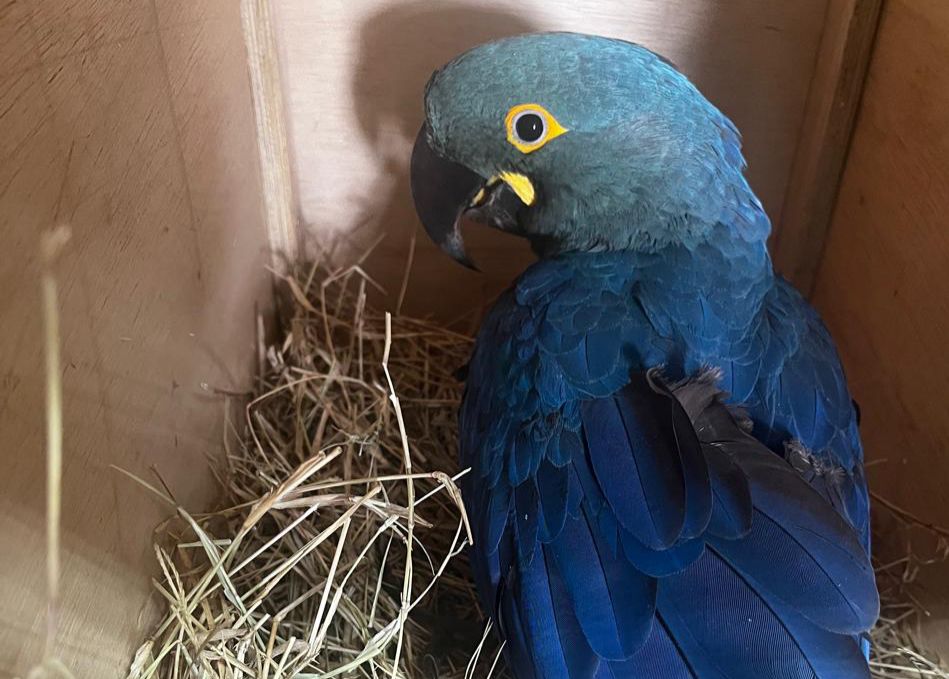 arara-azul