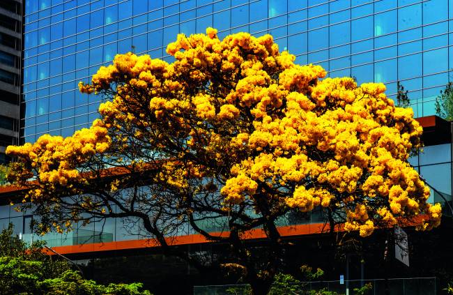 Confira fotos da florada dos ipês em São Paulo