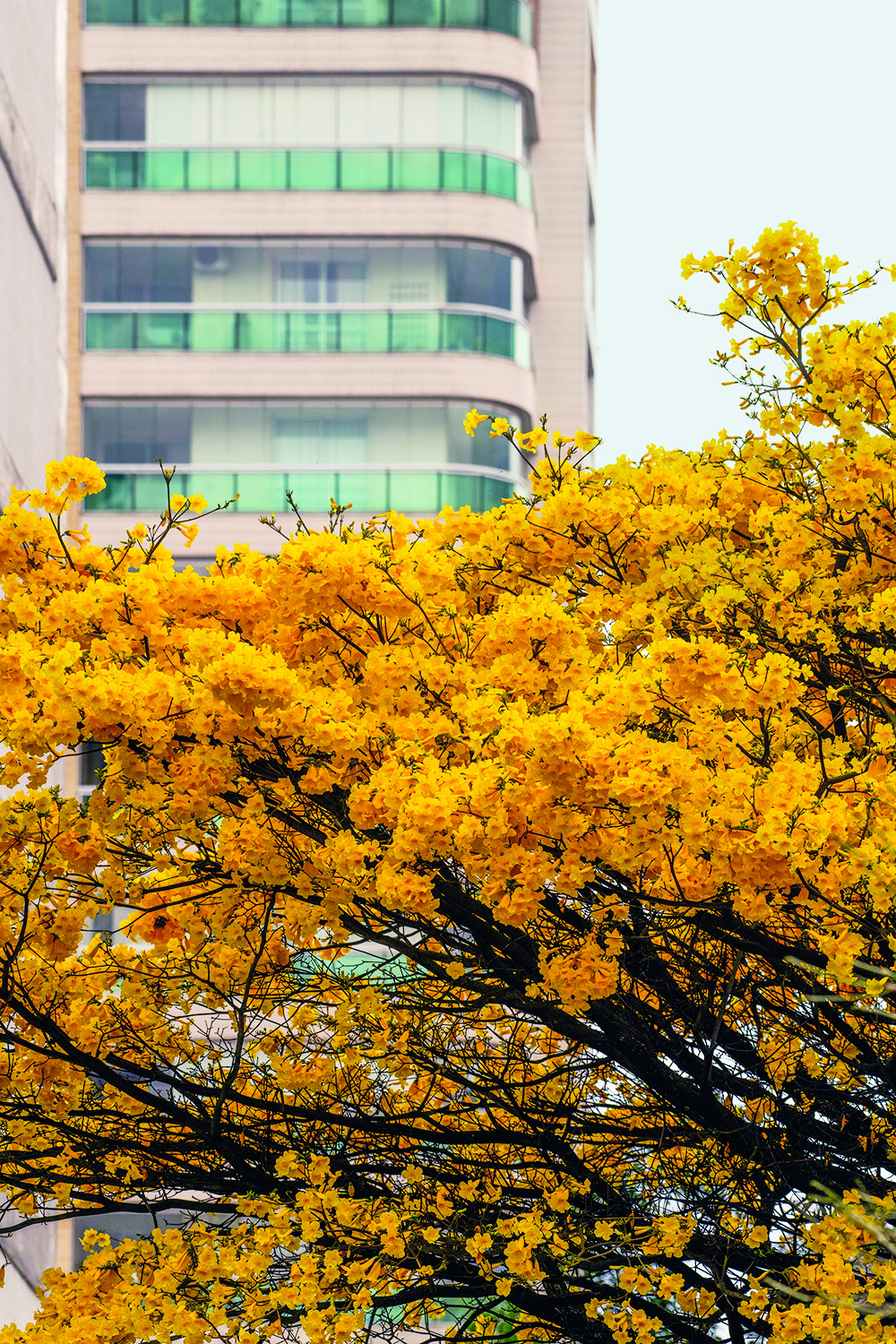 ipe-amarelo
