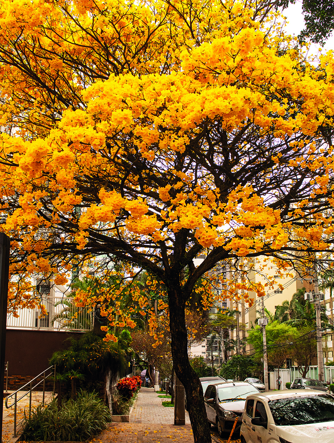 ipe-amarelo