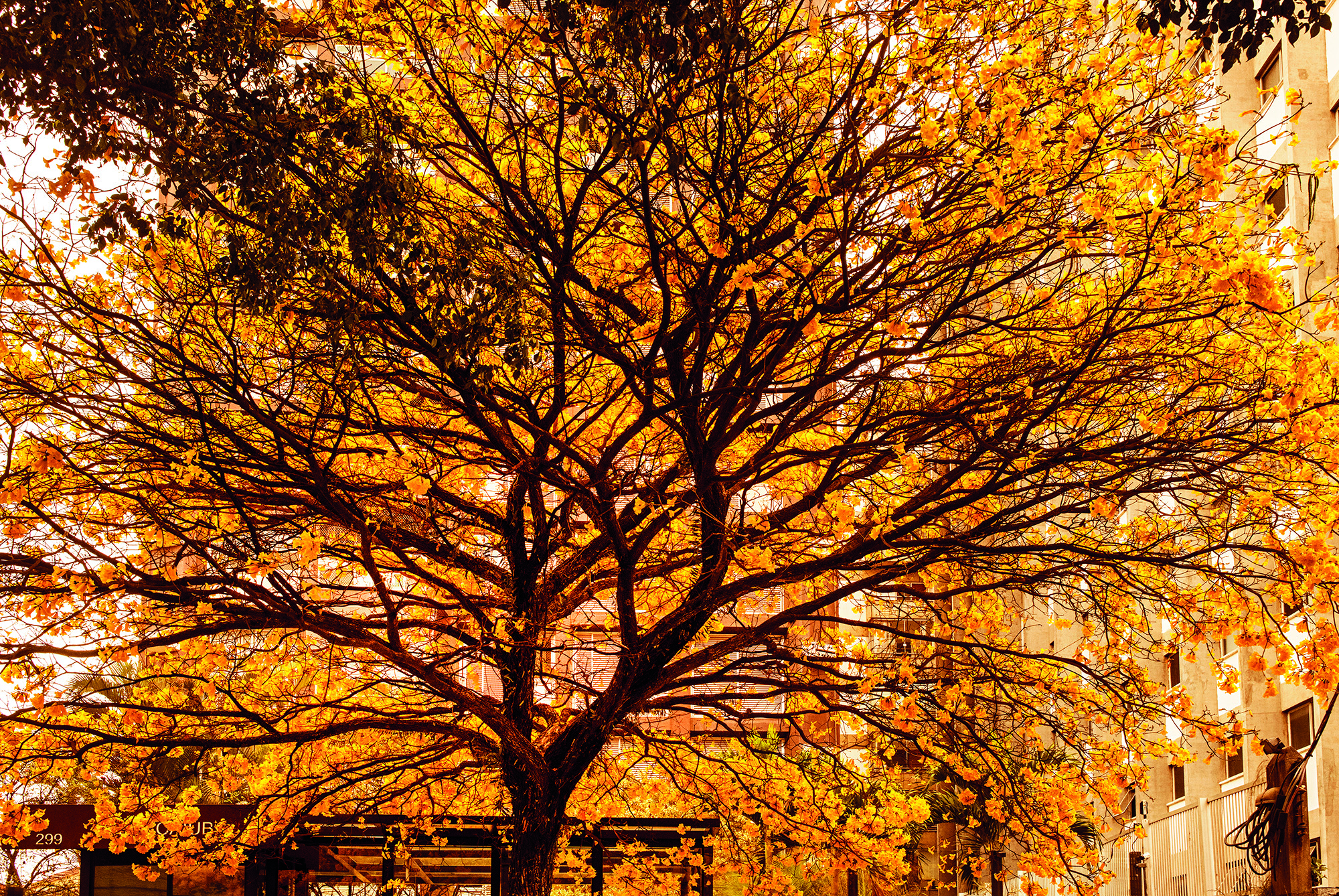 ipe-amarelo