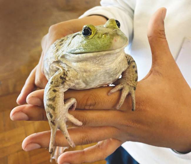 Ser Natureza leva crianças a vivência com animais no Museu da Imaginação