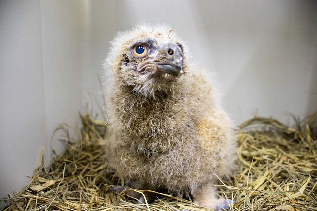 Coruja-águia filhote Zoo SP