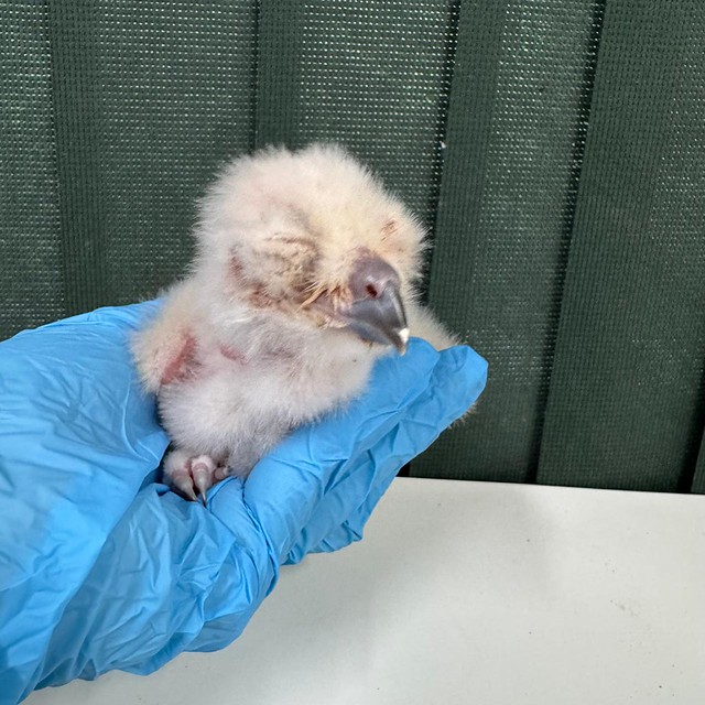 Confira fotos do nascimento de uma das maiores corujas do mundo no Zoo SP