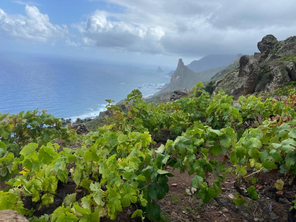 Oinos apresenta vinhos com alma no Wine Fest 2025