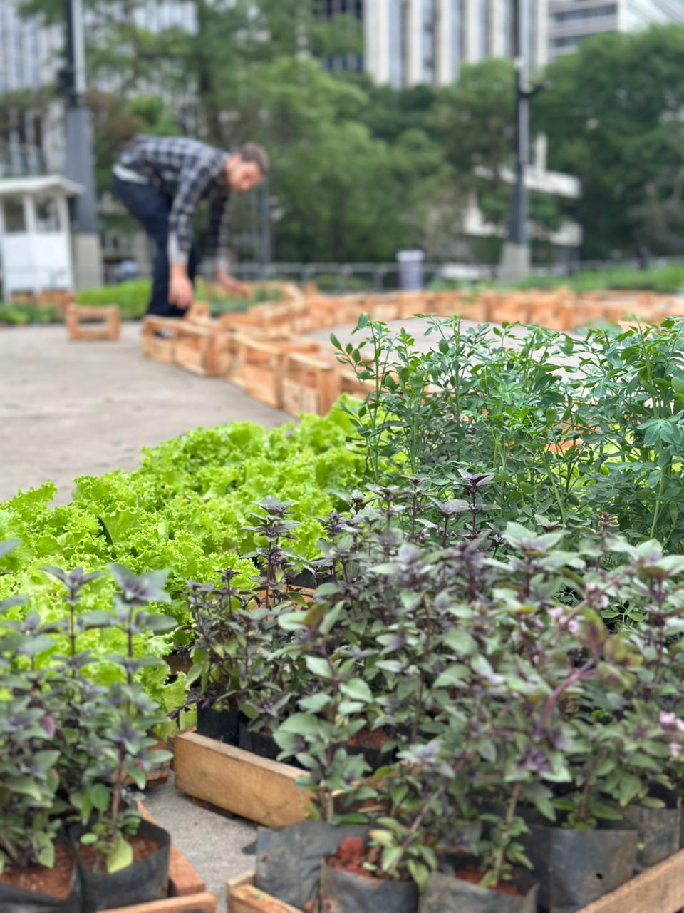 Vale do Anhangabaú tem horta a céu aberto com Festival Jardins Comestíveis
