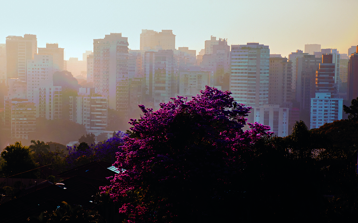cardoso-de-almeida-sp