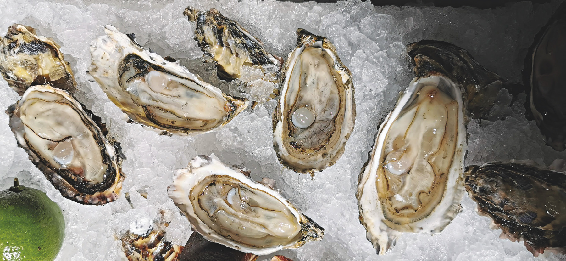 Ostras: com produ&ccedil;&atilde;o em fazenda em Florian&oacute;polis