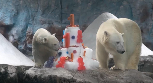 Primeira ursa-polar nascida na América Latina completa 1 ano com festa no Aquário de SP