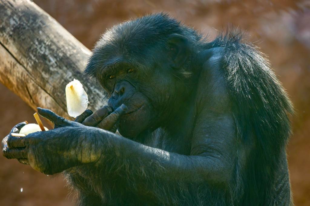 Sorvetes e banhos de mangueira: como animais do zoológico enfrentam o calor
