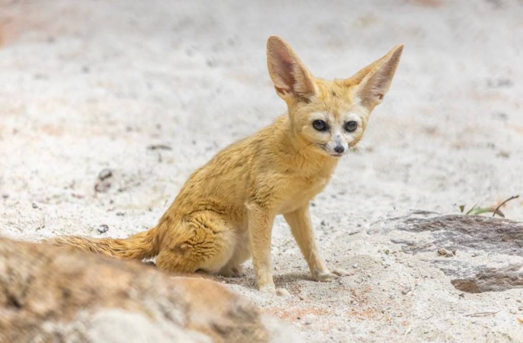 Raposas-do-deserto são a nova atração do zoológico de SP