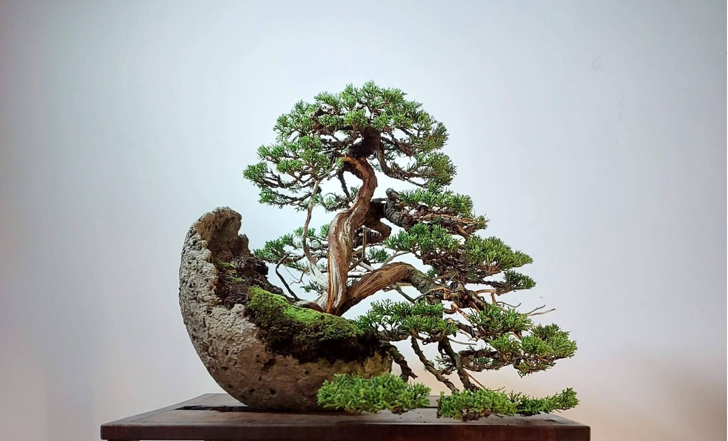 Bonsai Nakanishi