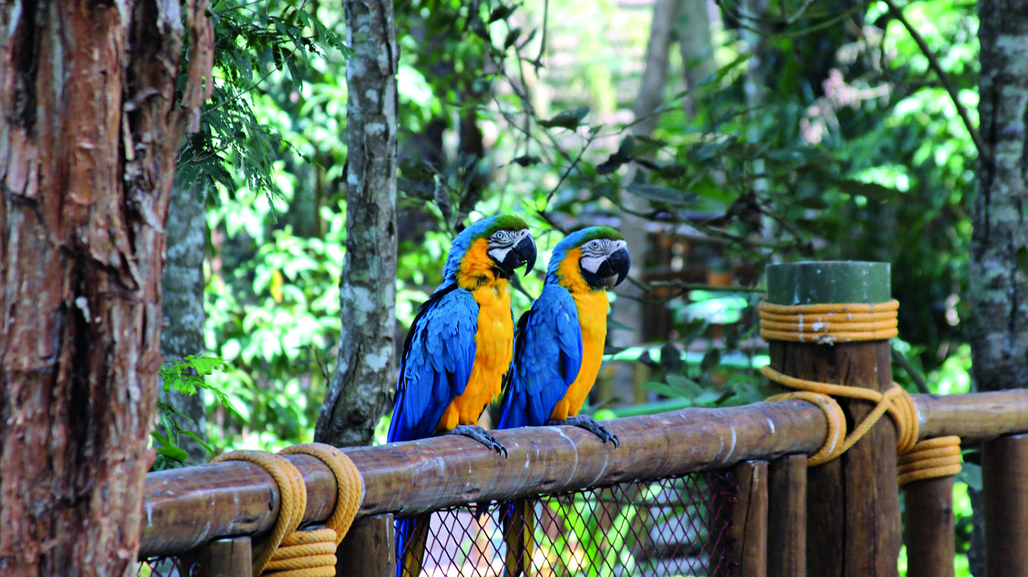 ANIMALIA PARK ARARAS.jpg