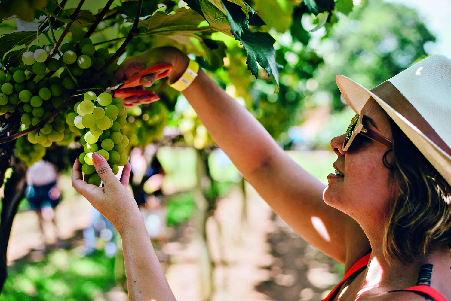 Vindima na Góes: com degustação e almoço