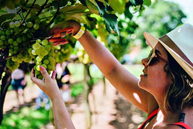 Vindima em São Roque: colheita de uvas, pisa e degustação na Vinícola Góes
