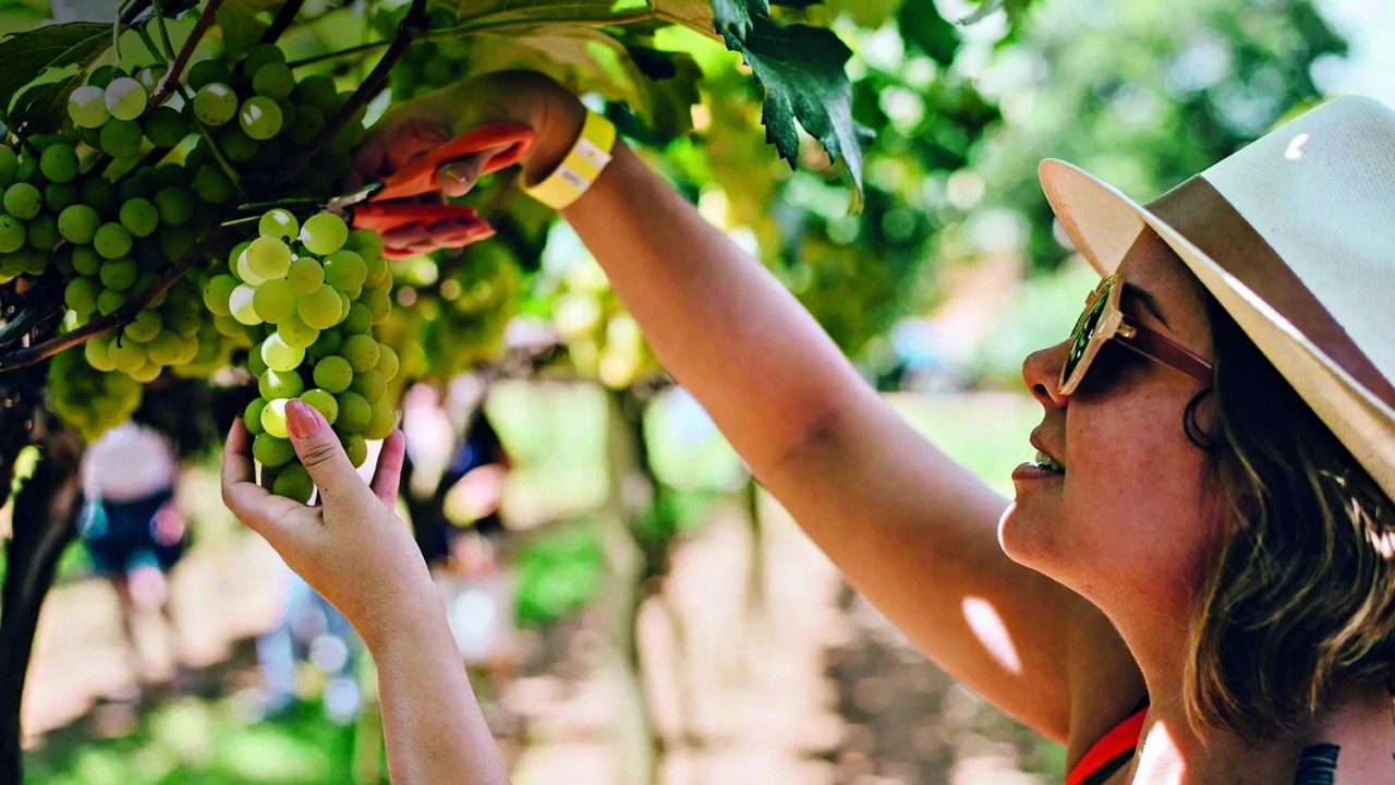 Vindima na Góes: com degustação e almoço