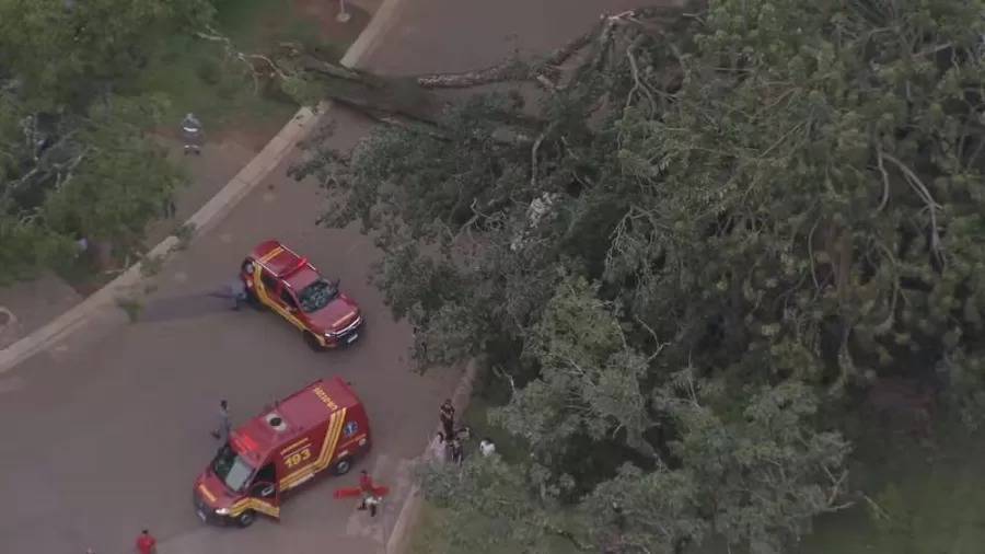 Árvore de grande porte cai no Parque Ibirapuera e deixa três feridos