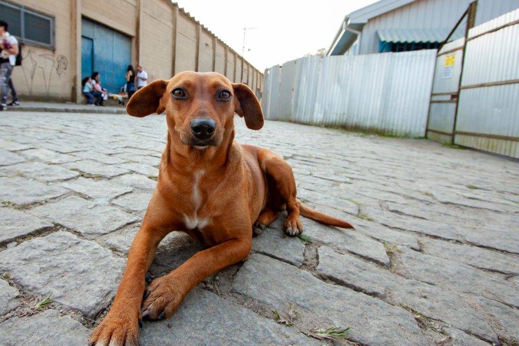 Polícia de SP prende suspeito de transmitir maus-tratos de animais na internet