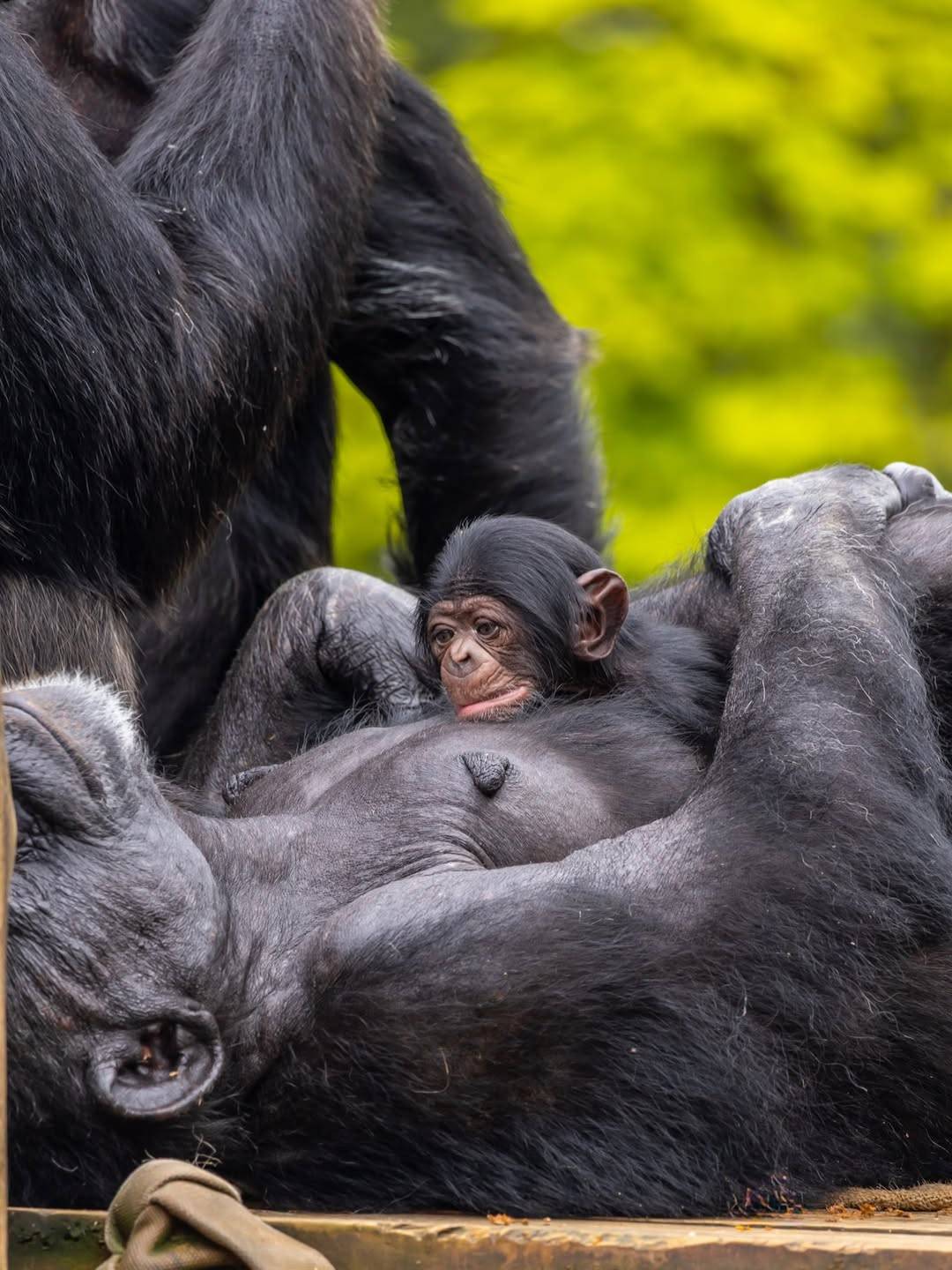Zoológico de São Paulo ganha novo morador: um bebê chipanzé