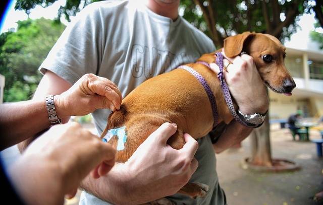 Saiba onde vacinar seu pet contra a raiva gratuitamente em São Paulo