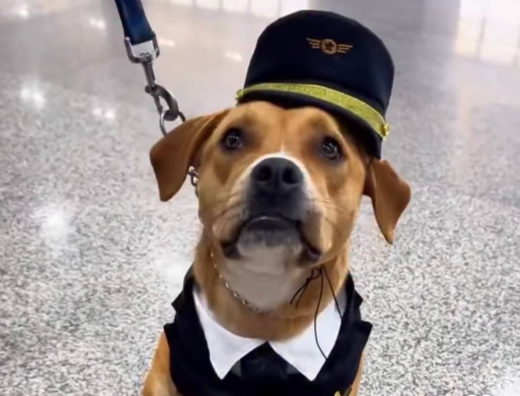 Cachorra encontrada sozinha vira mascote do Aeroporto de Guarulhos