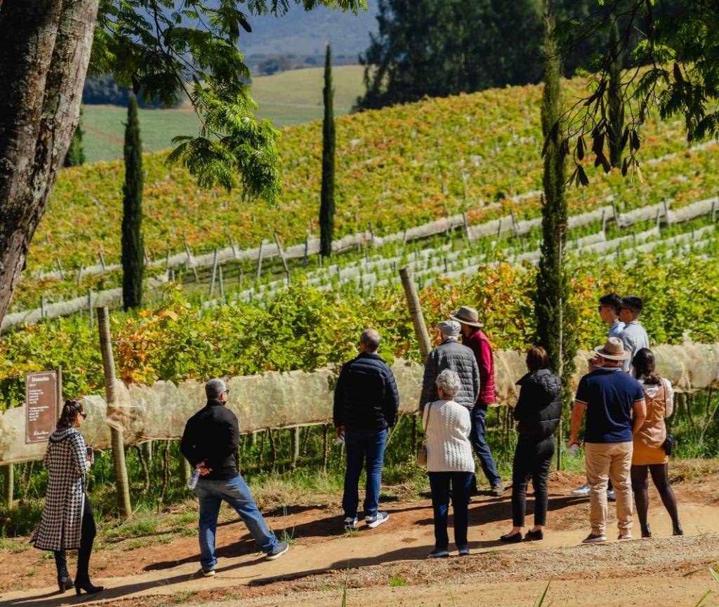 De Minas para o mundo: 2 vinhos que impressionaram críticos internacionais