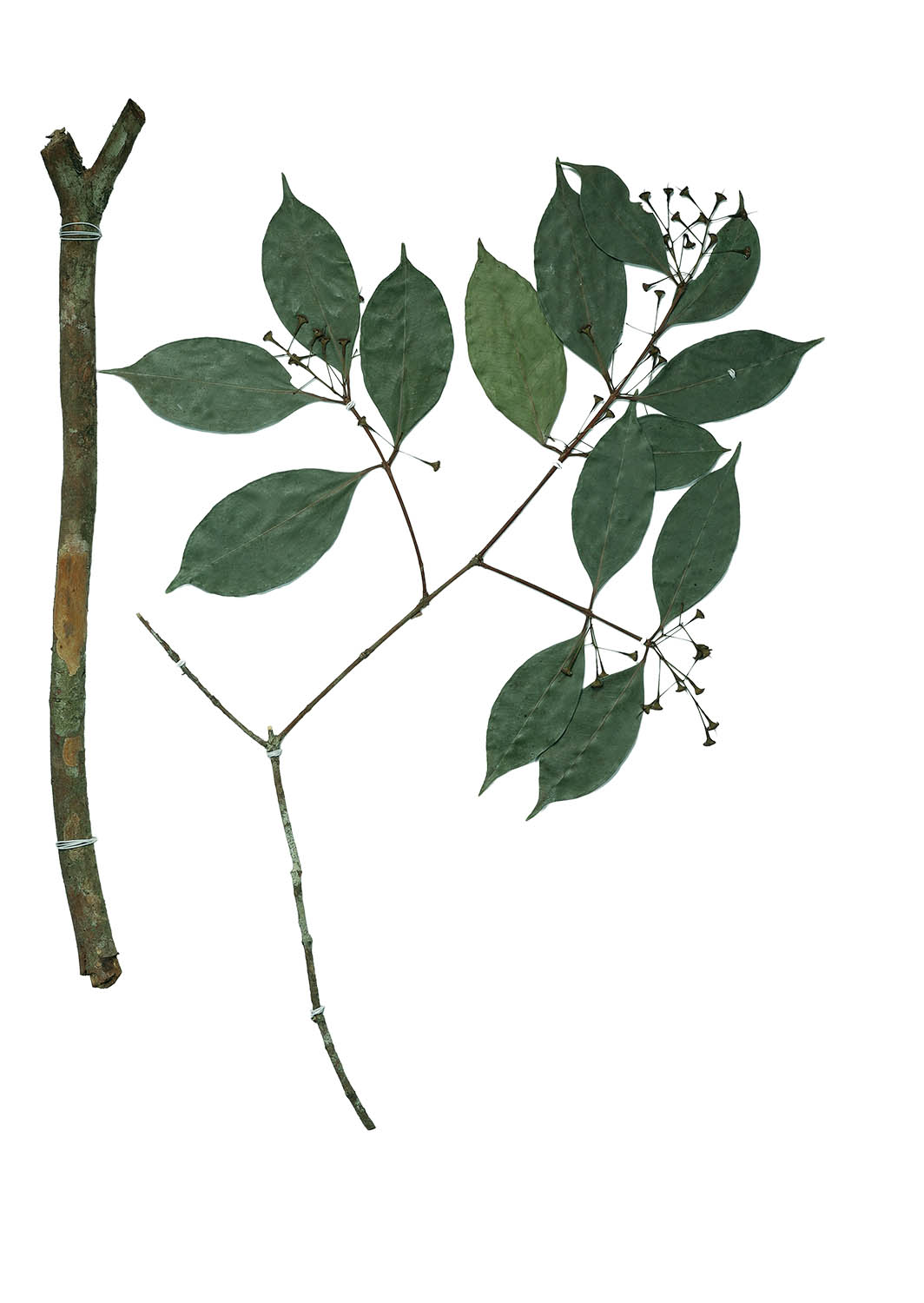 plinia-longifructa