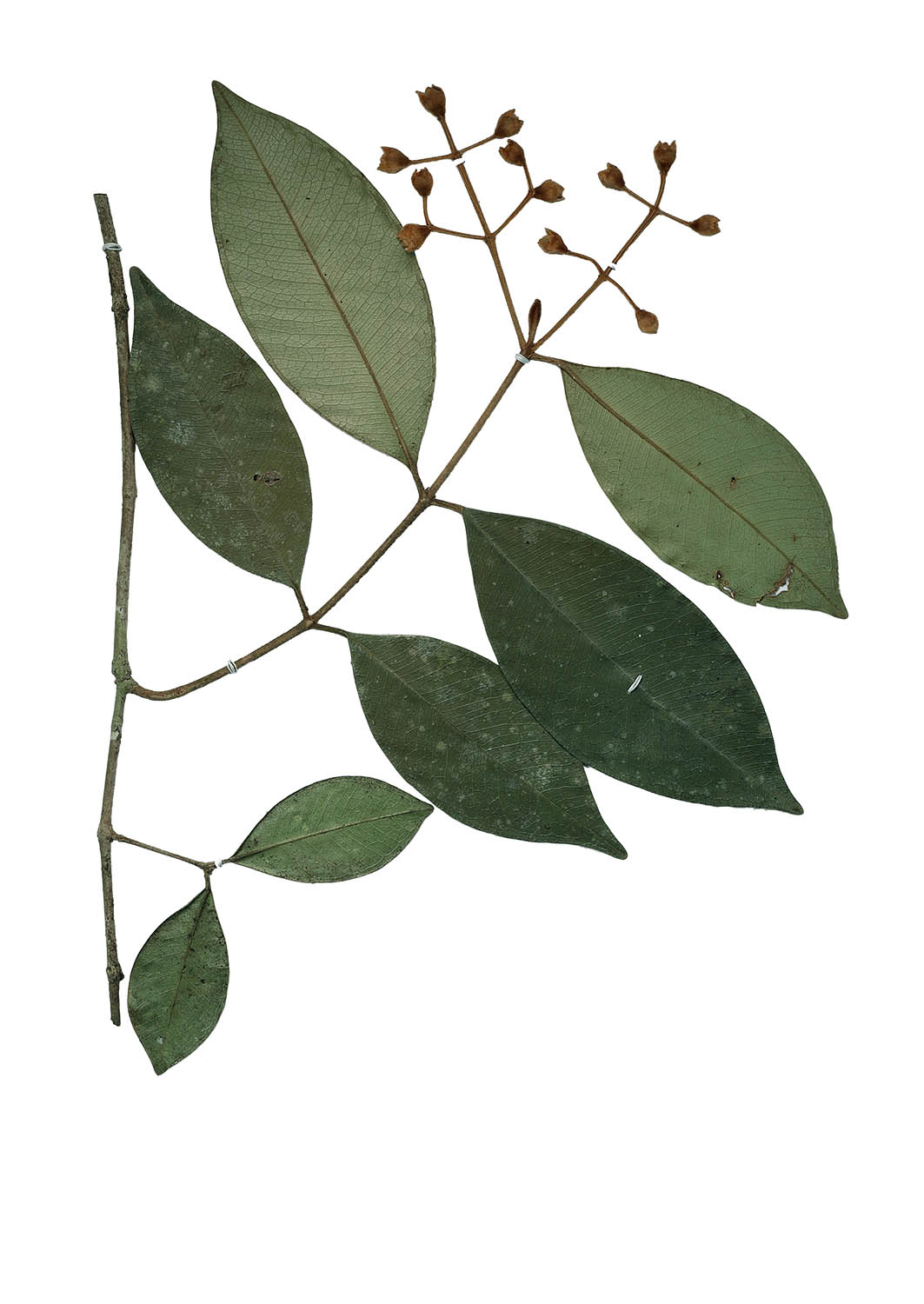 myrcia-piratininga