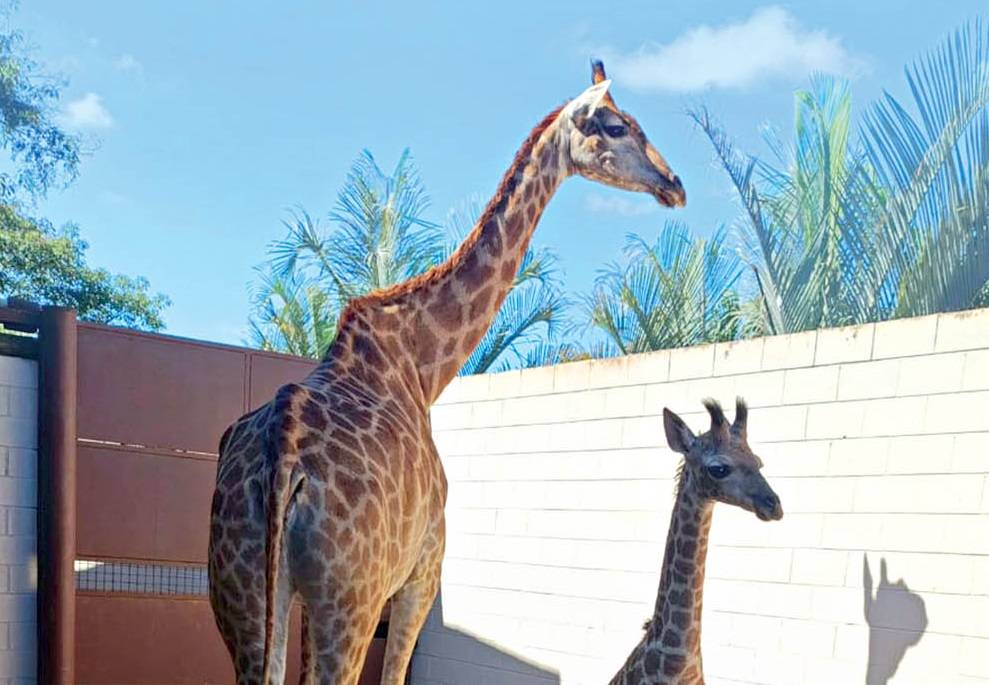 Nova moradora: Família de girafas do Animália Park ganha novo membro