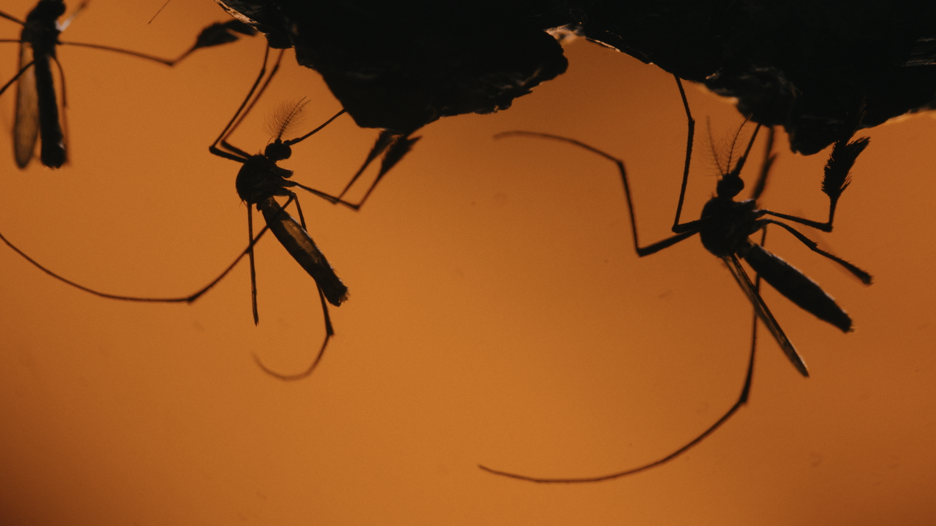Vivian Caccuri registra mosquitos em extinção em exposição no CCBB