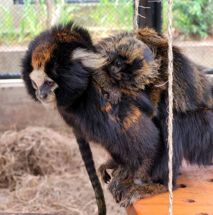 Família aumentou: filhote de sagui raro e ameaçado nasce no interior de SP