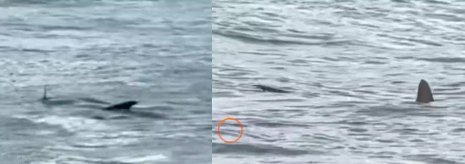 Tubarão é flagrado nadando próximo a banhistas na Praia das Astúrias