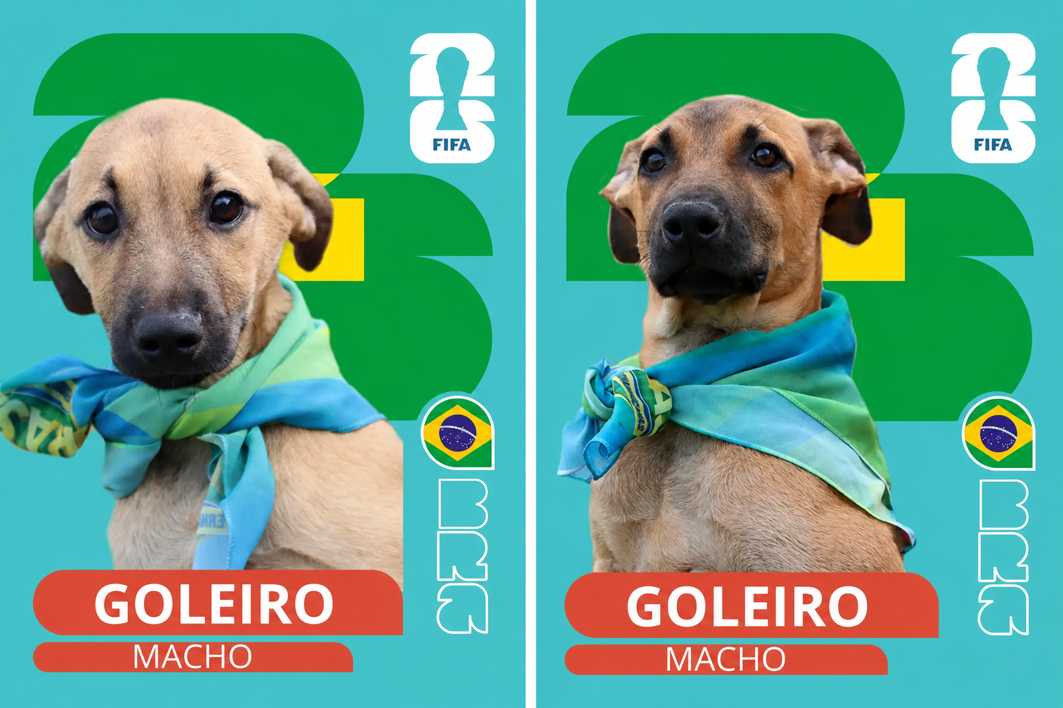 Cidade do interior de SP cria álbum inspirado em Copa para inspirar adoções de pets