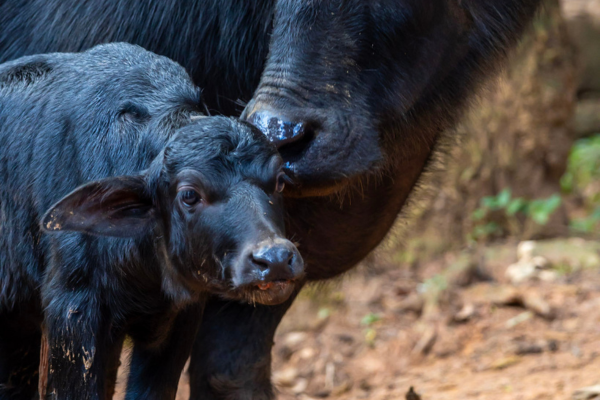 Búfala adota filhote rejeitada às vésperas do Dia das Mães em SP