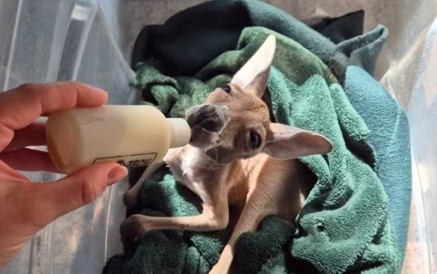 Conheça Eevee, a filhote de canguru criada por bióloga na Grande SP