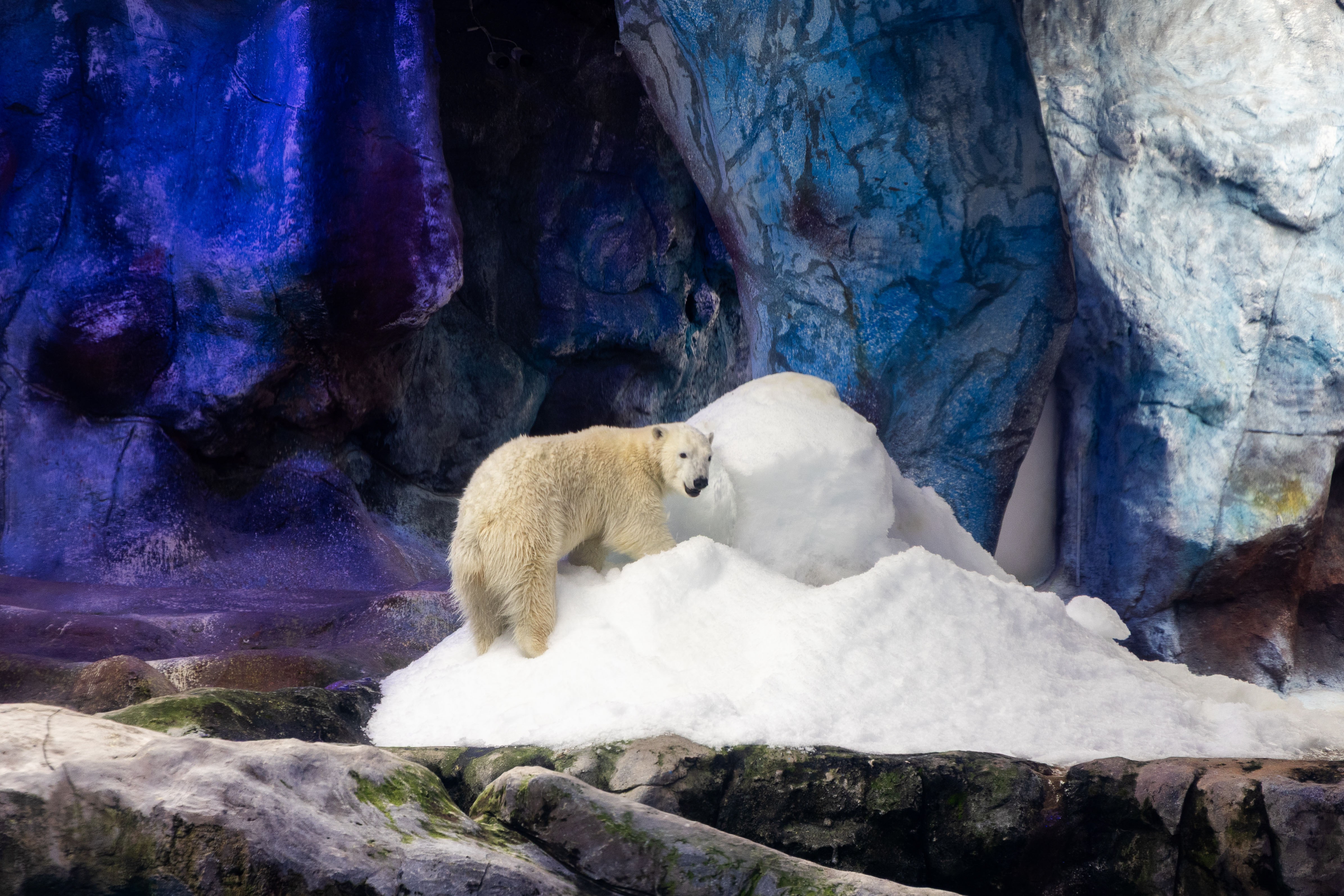 urso-polar