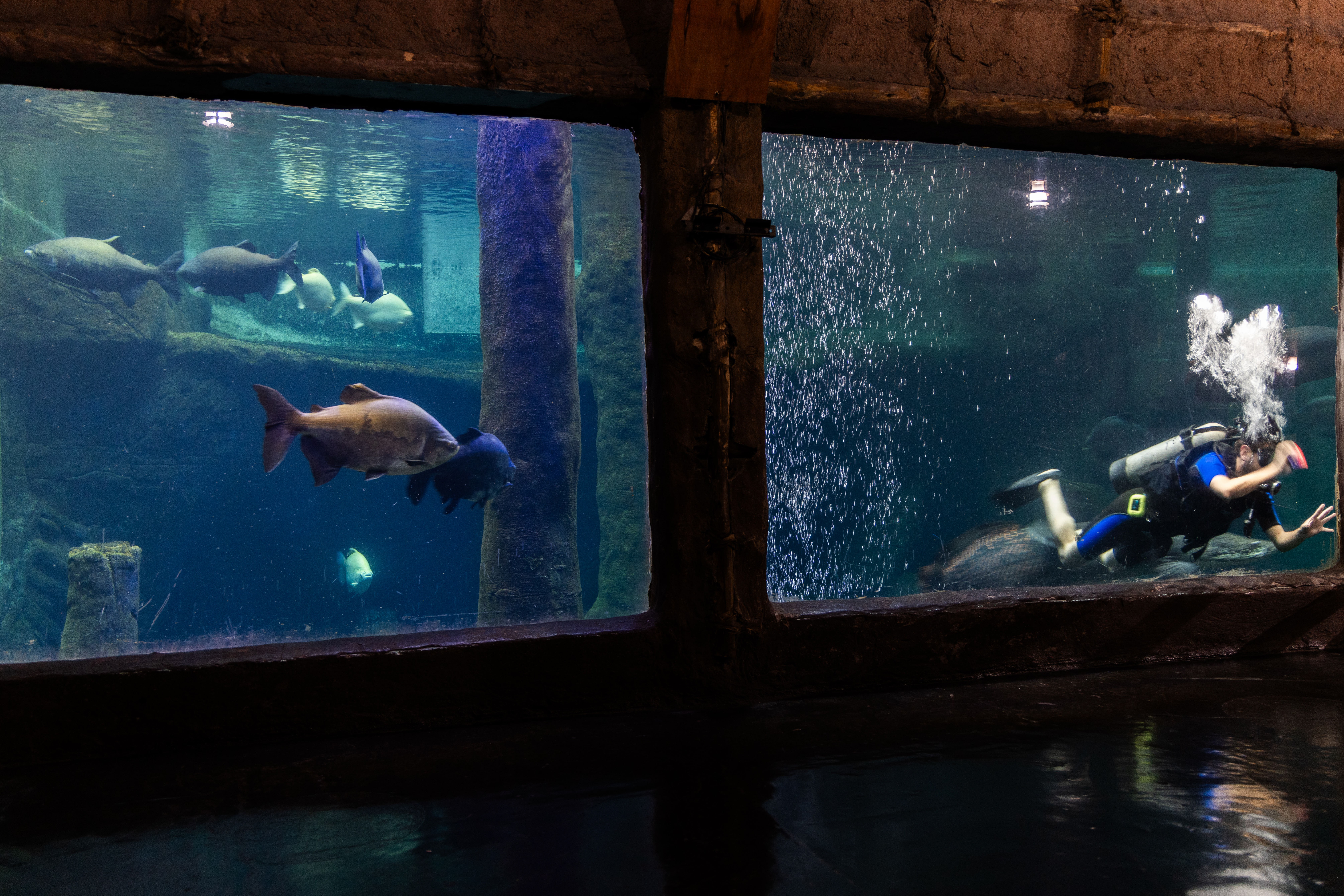 aquario-de-sp
