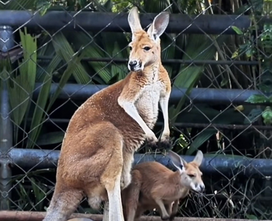 Férias de julho: Zoo SP tem 50% de desconto em ingressos antecipados