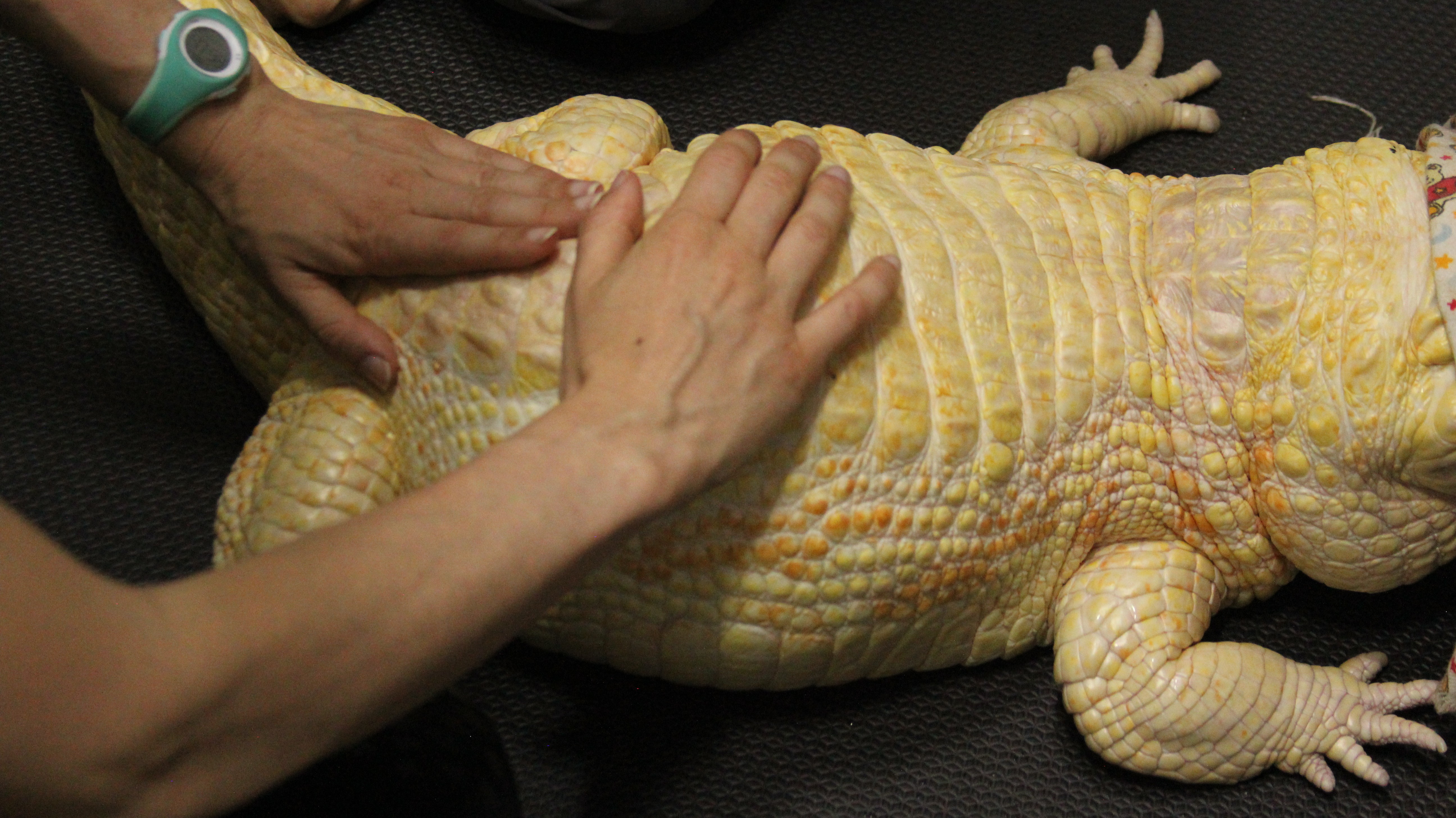 Duas m&atilde;os de pessoas acariciam o dorso de um jacar&eacute; albino de cor creme e amarela, deitado sobre uma superf&iacute;cie escura. Uma das m&atilde;os usa um rel&oacute;gio esportivo verde-&aacute;gua no pulso