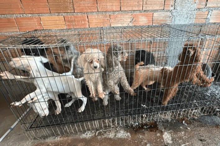 GCM resgata mais de 60 animais vítimas de maus-tratos em canil clandestino na zs
