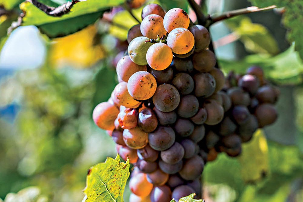 Uva pinot grigio
