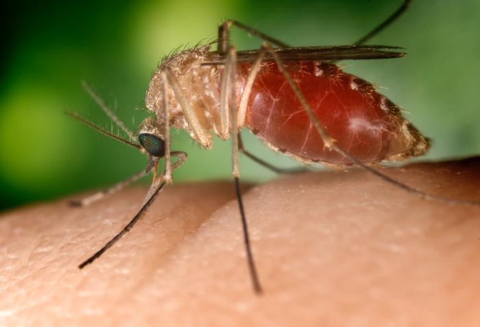 SP registra primeiros casos de Febre do Nilo Ocidental; saiba como se proteger