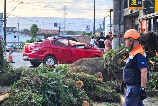 Pai e filho saem ilesos de carro esmagado por árvore no litoral de SP