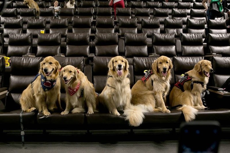 Sessão de cinema para cachorros exibe ‘Patrulha Canina’; saiba como participar
